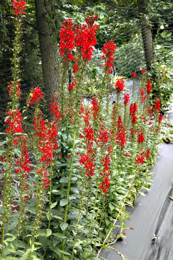 Cardinal flowers growing in our field